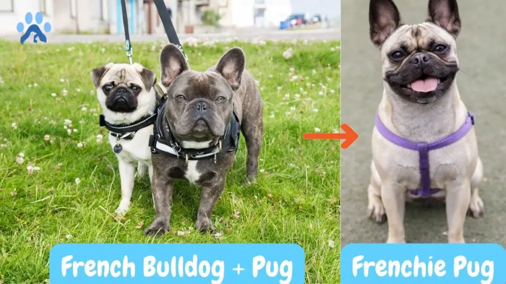 Frenchie Pug