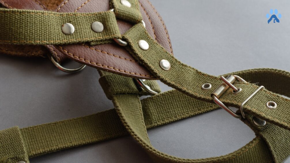 How to Choose a Dog Harness