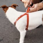 How to Put a Harness on a Dog