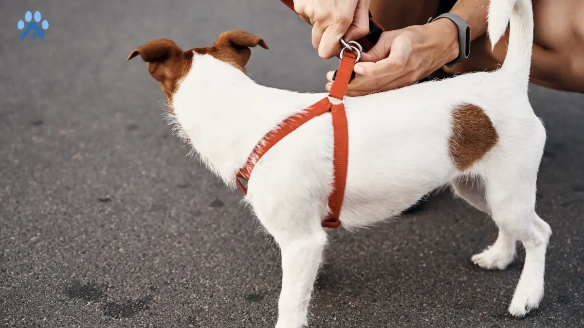How to Put a Harness on a Dog