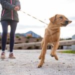 How to Stop a Dog from Pulling with a Harness