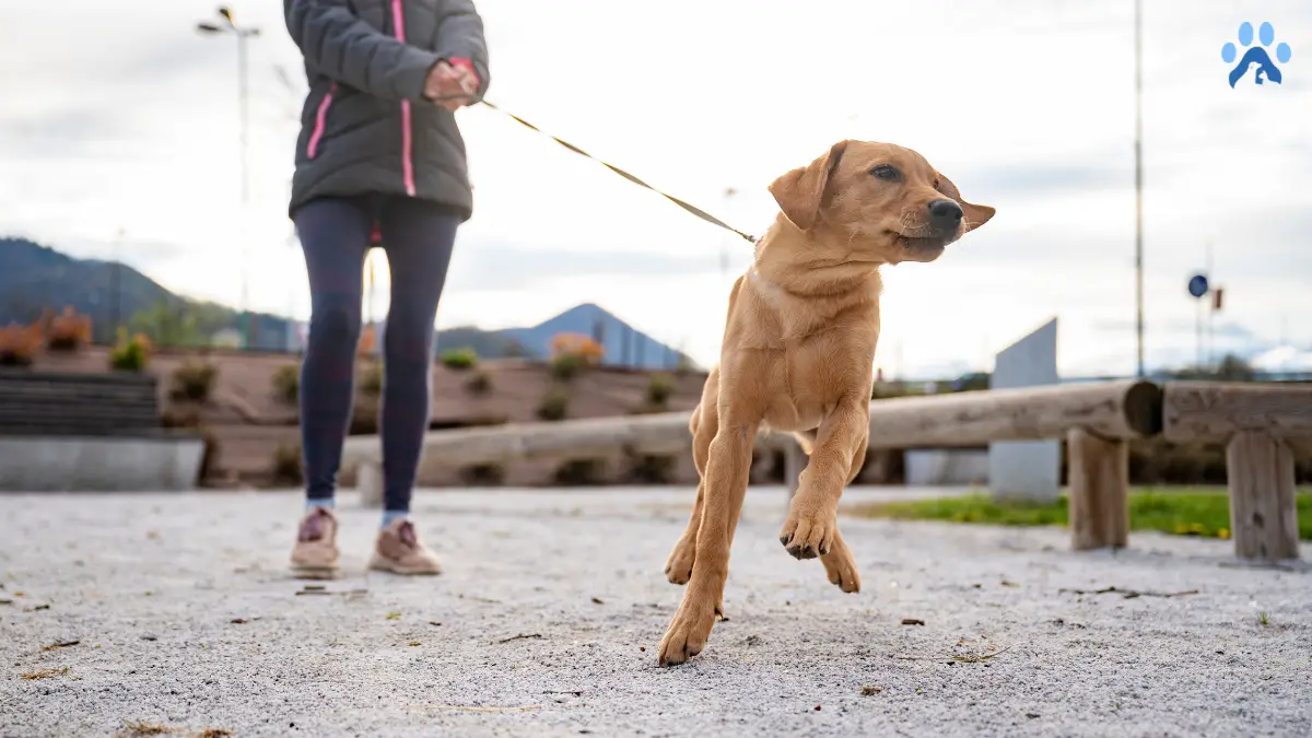 How to Stop a Dog from Pulling with a Harness