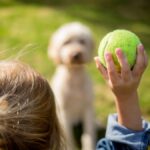 How to Train Your Dog to Fetch