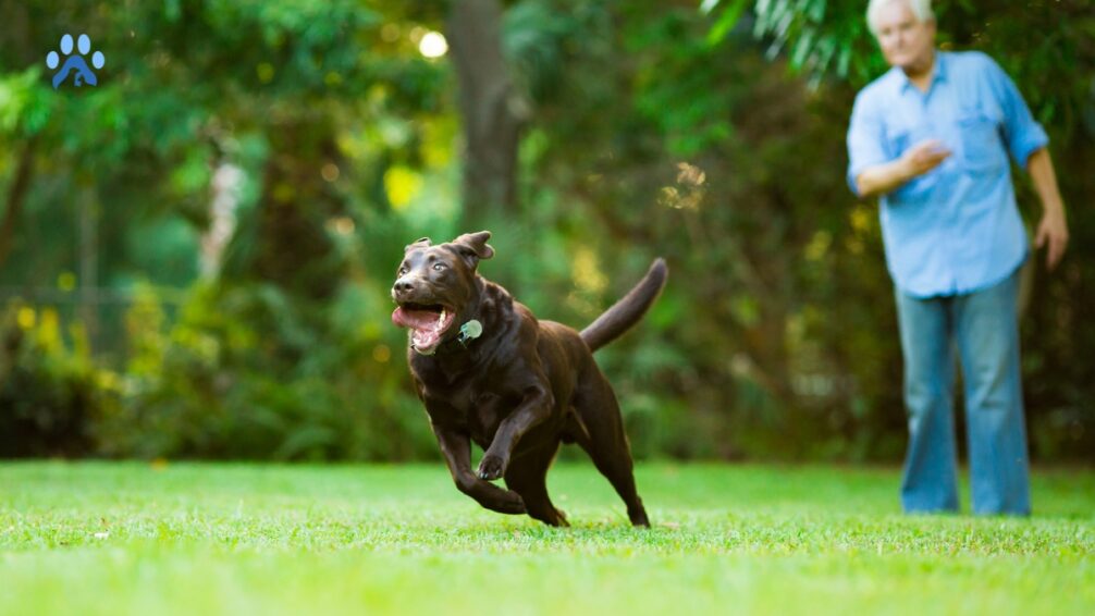 How to Train a Dog to Come When Called