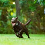 How to Train a Dog to Come When Called