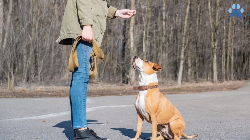 How to Train a Dog to Sit: A Step-by-Step Guide 2 How to Train a Dog to Sit