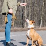 How to Train a Dog to Sit: A Step-by-Step Guide 5 How to Train a Dog to Sit