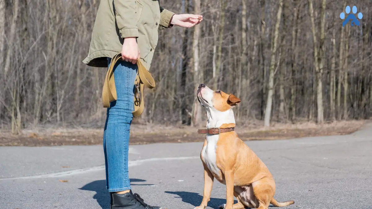 How to Train a Dog to Sit: A Step-by-Step Guide