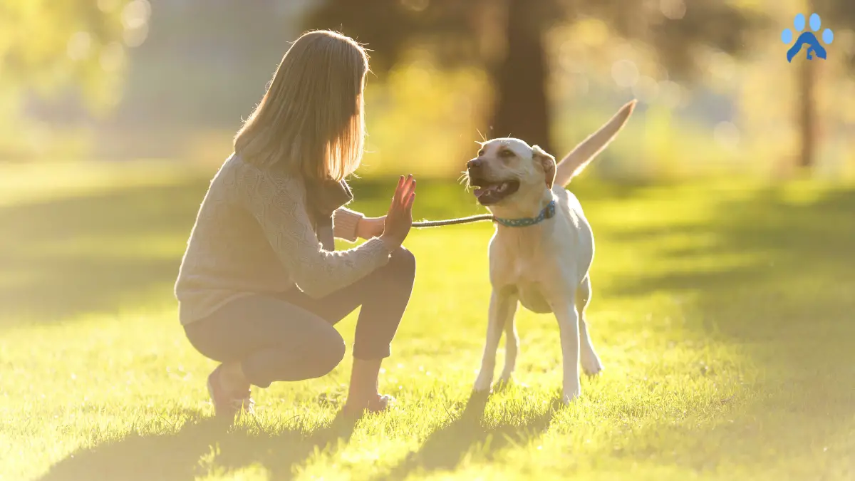 How to Train a Dog to Stay: Tips and Techniques for Success