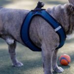How to Train a Dog to Wear a Harness