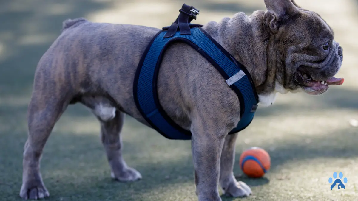 How to Train a Dog to Wear a Harness: A Step-by-Step Guide
