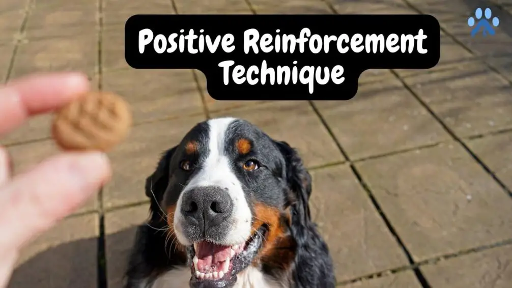 Positive Reinforcement Technique using Treats