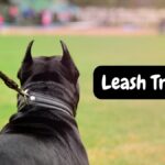 Train Your Dog to Walk on a Leash