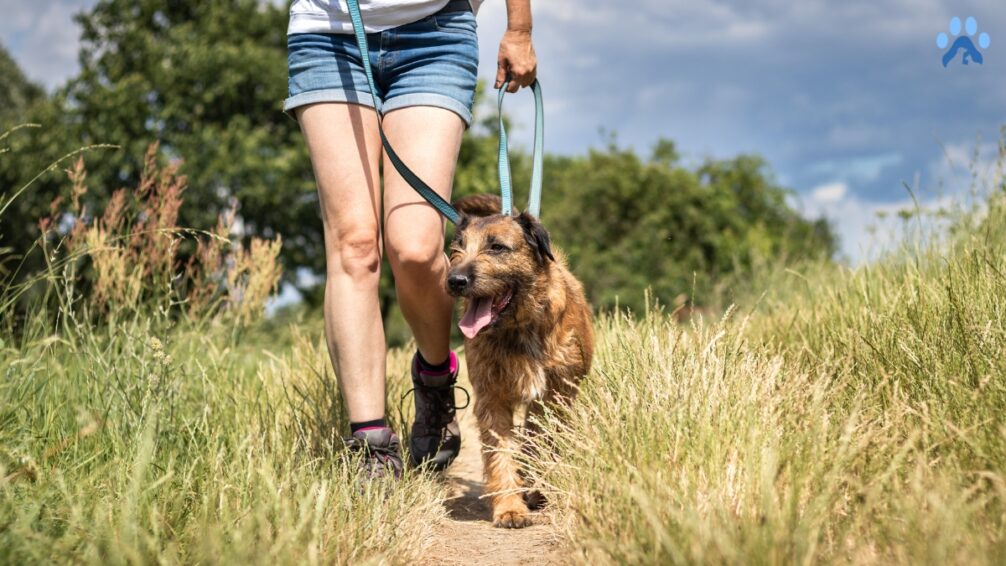 Train Your Dog to Walk with a Harness