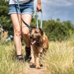 Train Your Dog to Walk with a Harness