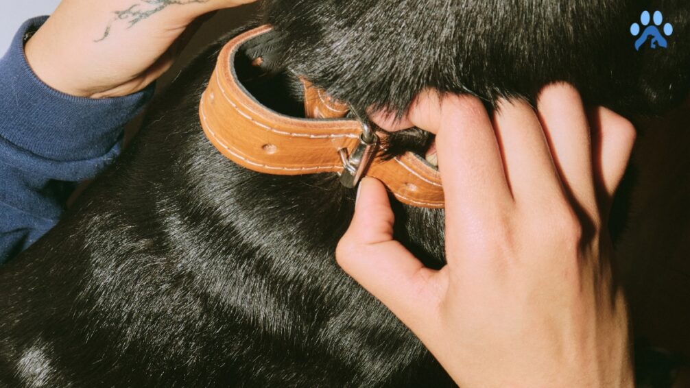 Train Your Dog to Wear a Collar