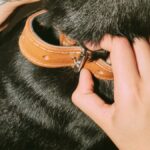 Train Your Dog to Wear a Collar