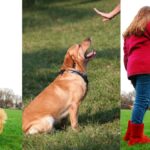 Training Dogs with Hand Signals: A Comprehensive Guide 3 Training Dogs with Hand Signals