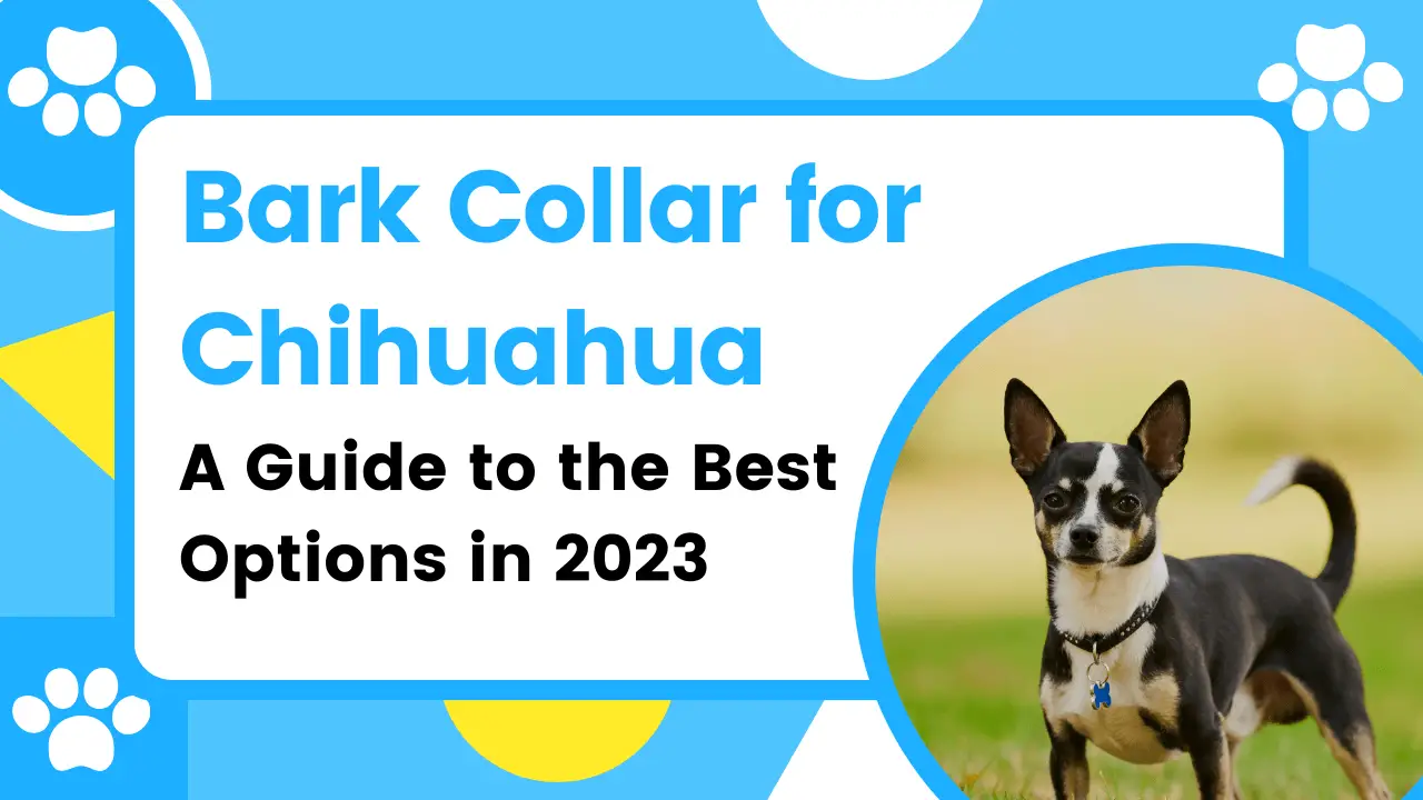 Bark Collar for Chihuahua: A Guide to the Best Options in 2023