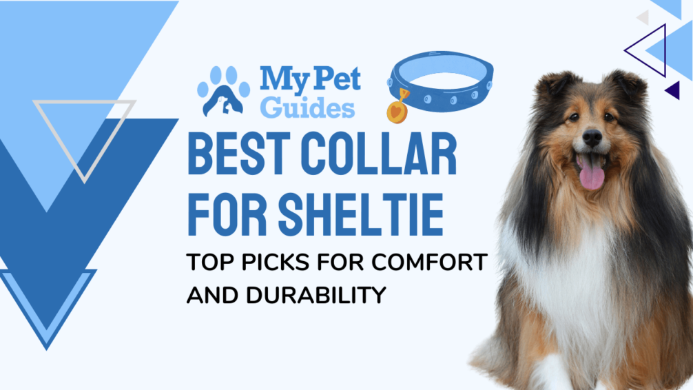 Best Collar for Sheltie