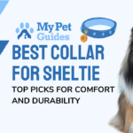 Best Collar for Sheltie