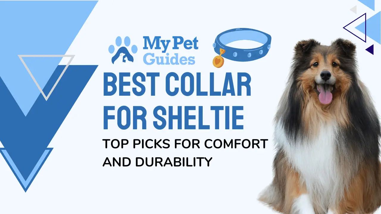 Best Collar for Sheltie: Top Picks for Comfort and Durability