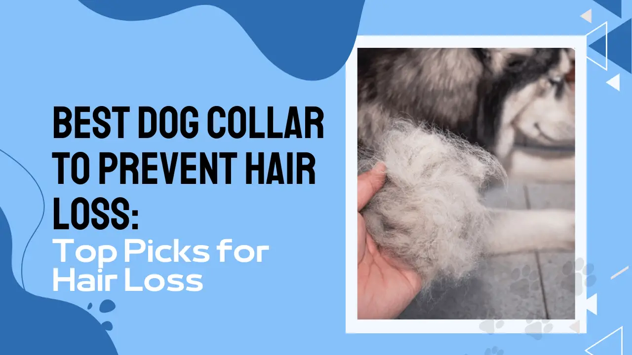 Best Dog Collar to Prevent Hair Loss