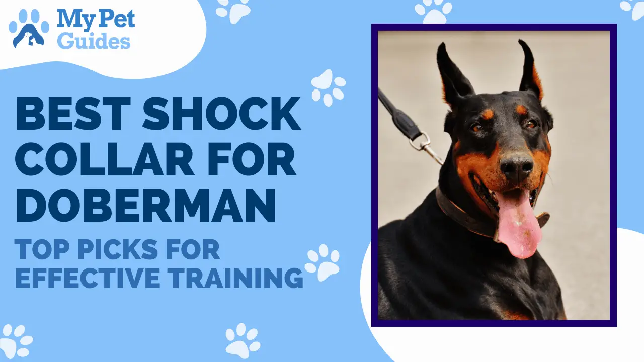 Best Shock Collar for Doberman