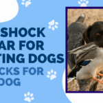 Best Shock Collar for Hunting Dogs