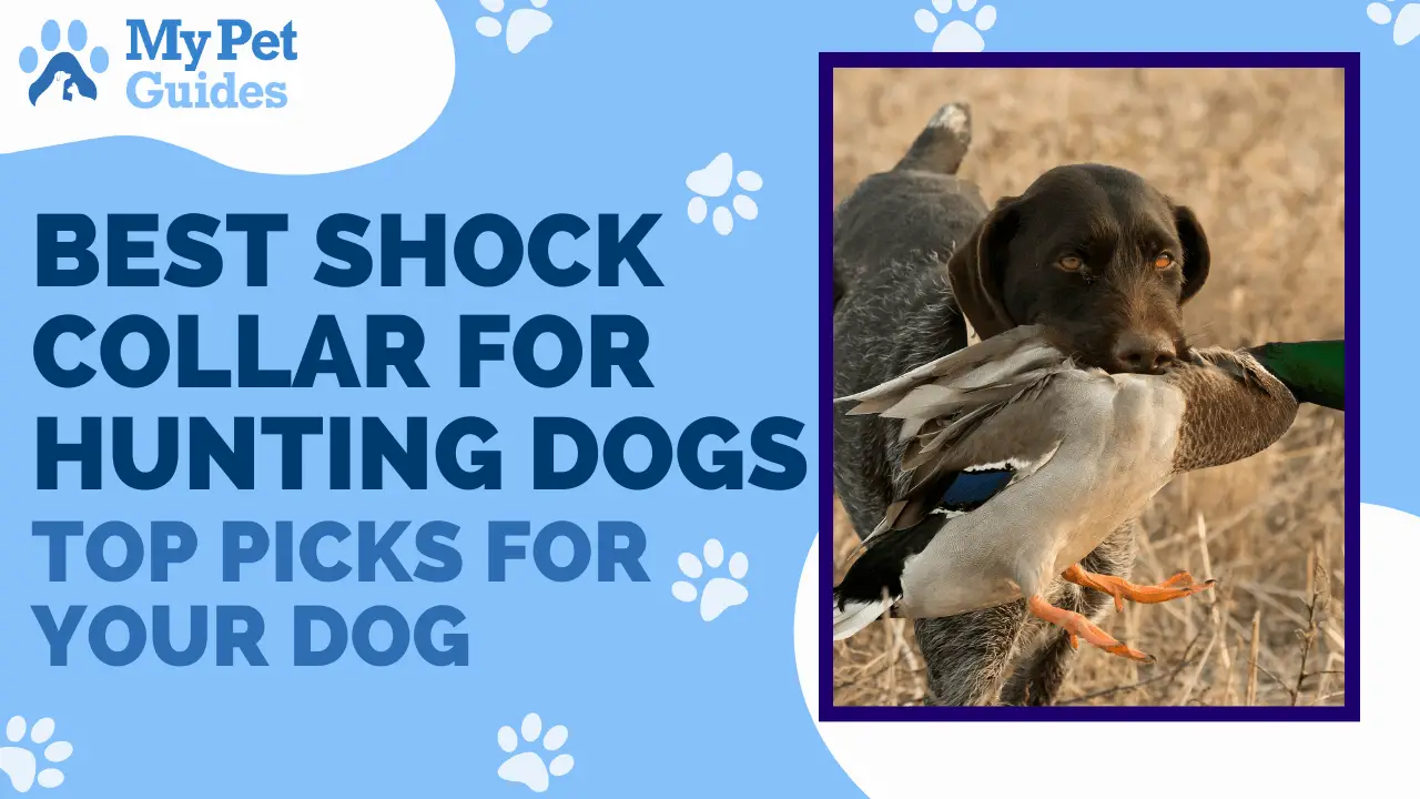 Best Shock Collar for Hunting Dogs