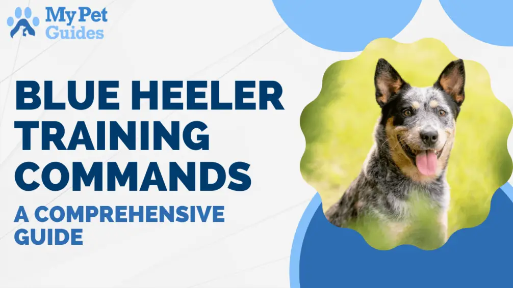 Blue Heeler Training Commands A Comprehensive Guide