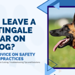 Can I Leave a Martingale Collar on My Dog