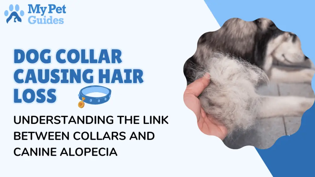 Dog Collar Causing Hair Loss Understanding The Link Between Collars