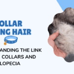 Dog Collar Causing Hair Loss