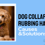 Dog Collar Rubbing Hair Off