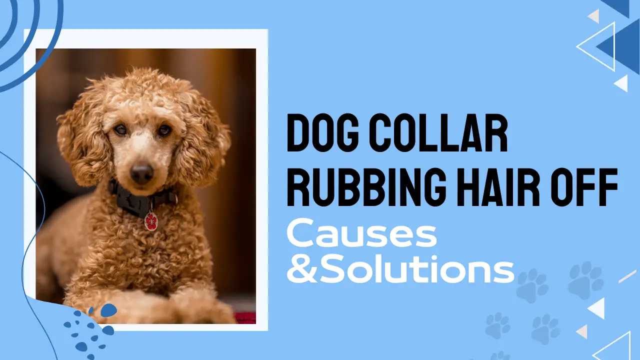 Dog Collar Rubbing Hair Off