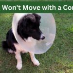 Dog Won't Move with a Cone