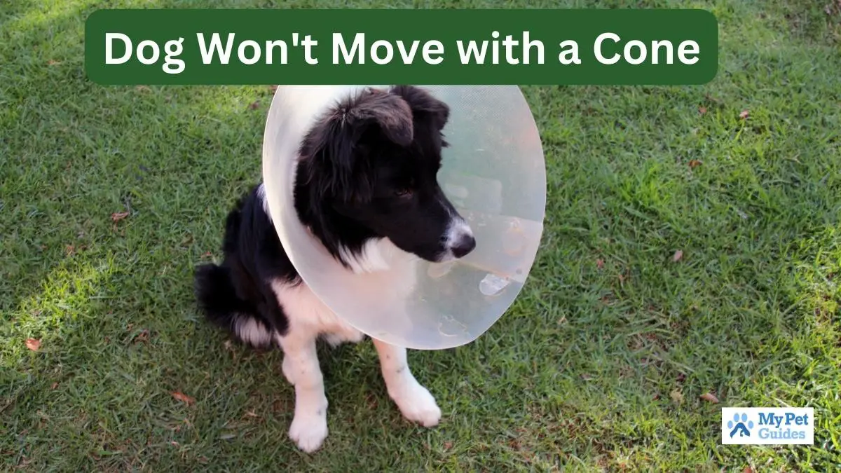 Dog Won't Move with a Cone