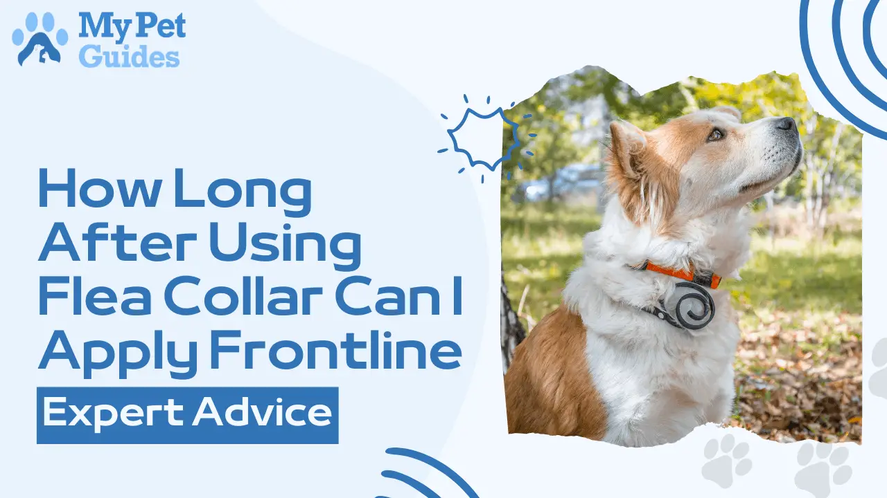 How Long After Using Flea Collar Can I Apply Frontline: Expert Advice