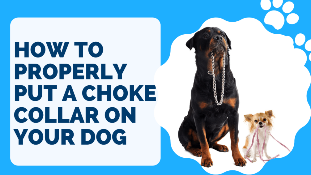How to Properly Put a Choke Collar on Your Dog
