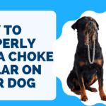 How to Properly Put a Choke Collar on Your Dog