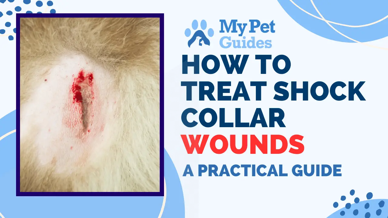 How to Treat Shock Collar Wounds