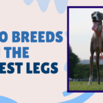 Long Legged Dog Breeds: Top 10 Breeds with the Longest Legs 2 Long Legged Dog Breeds