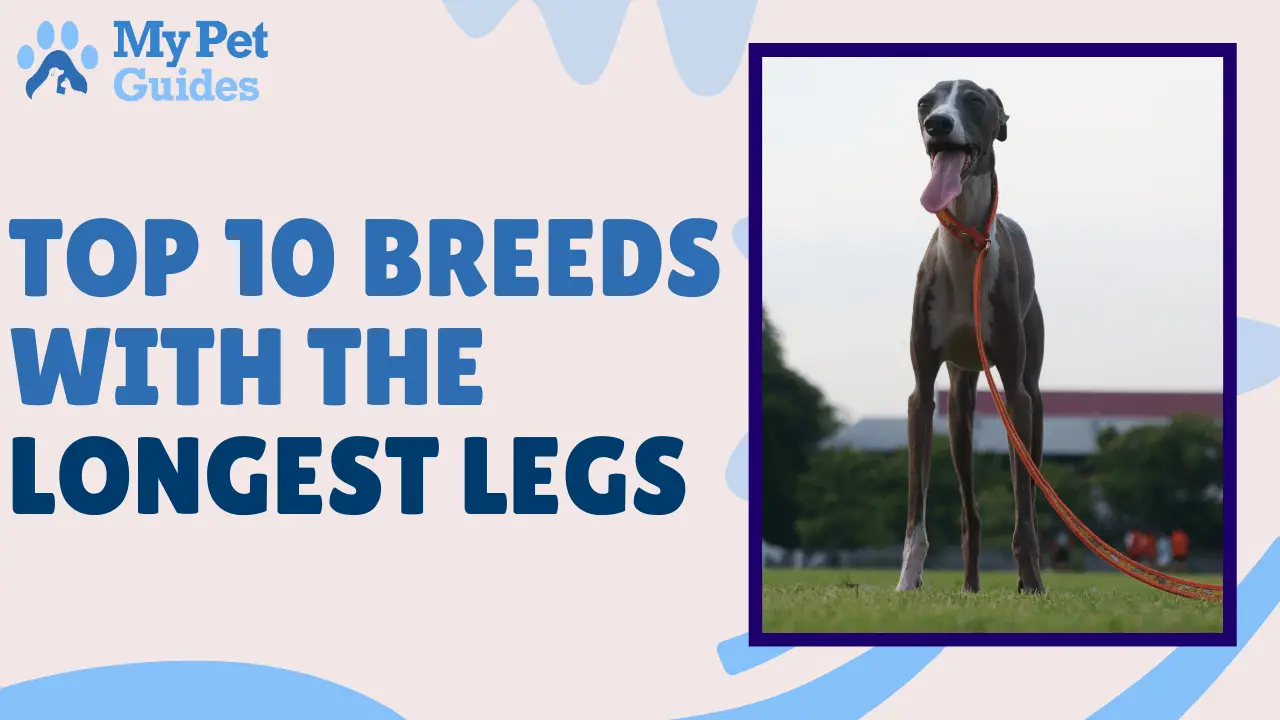 Long Legged Dog Breeds: Top 10 Breeds with the Longest Legs