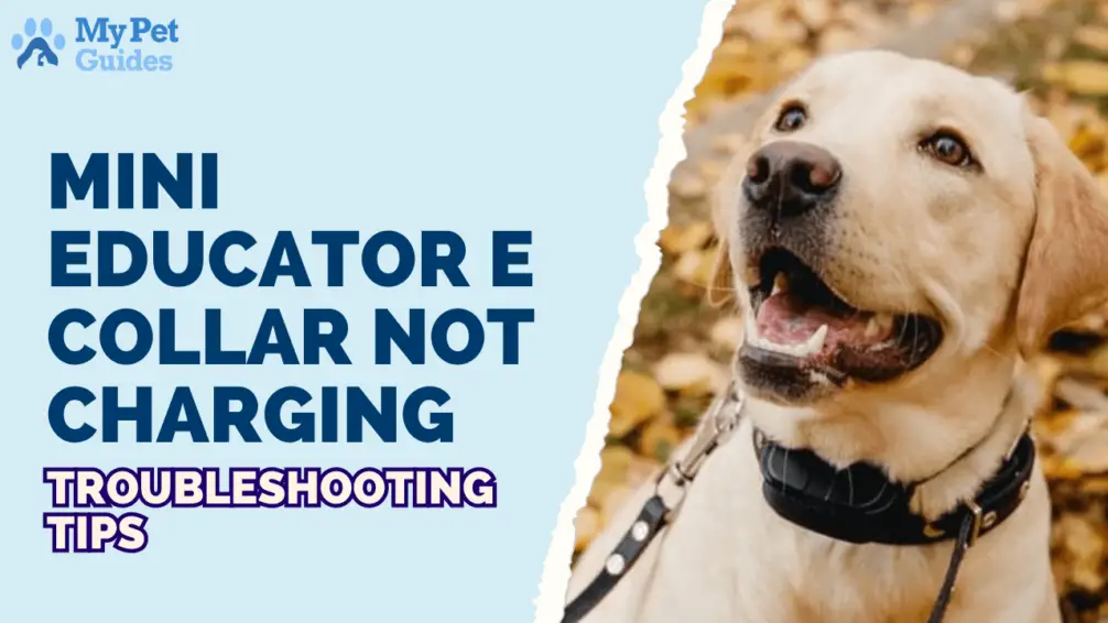Mini Educator E Collar Not Charging Troubleshooting Tips