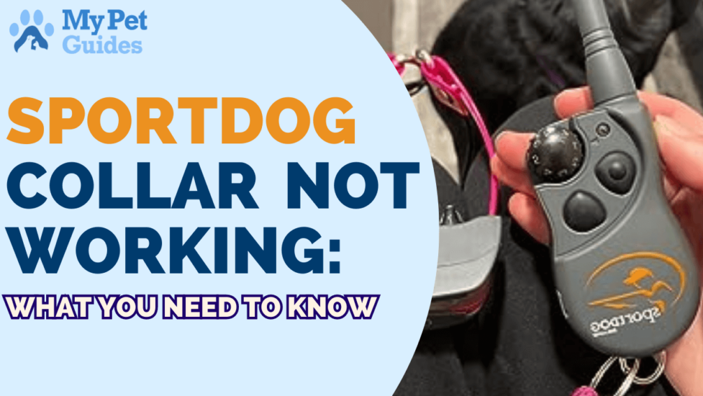 SportDog Collar Not Working