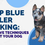 Stop Blue Heeler Barking