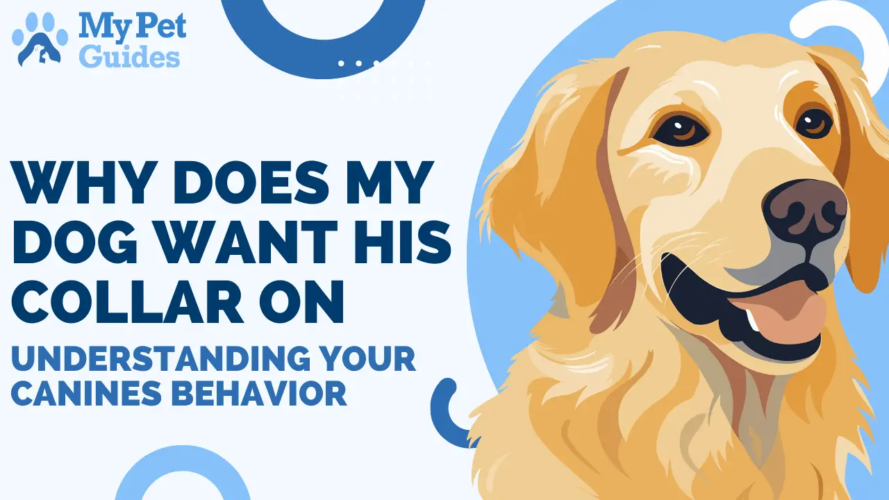 Why Does My Dog Want His Collar On: Understanding Your Canine’s Behavior