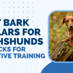 Best Bark Collars for Dachshunds