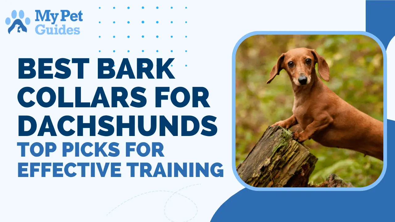 Best Bark Collars for Dachshunds: Top Picks for Effective Training